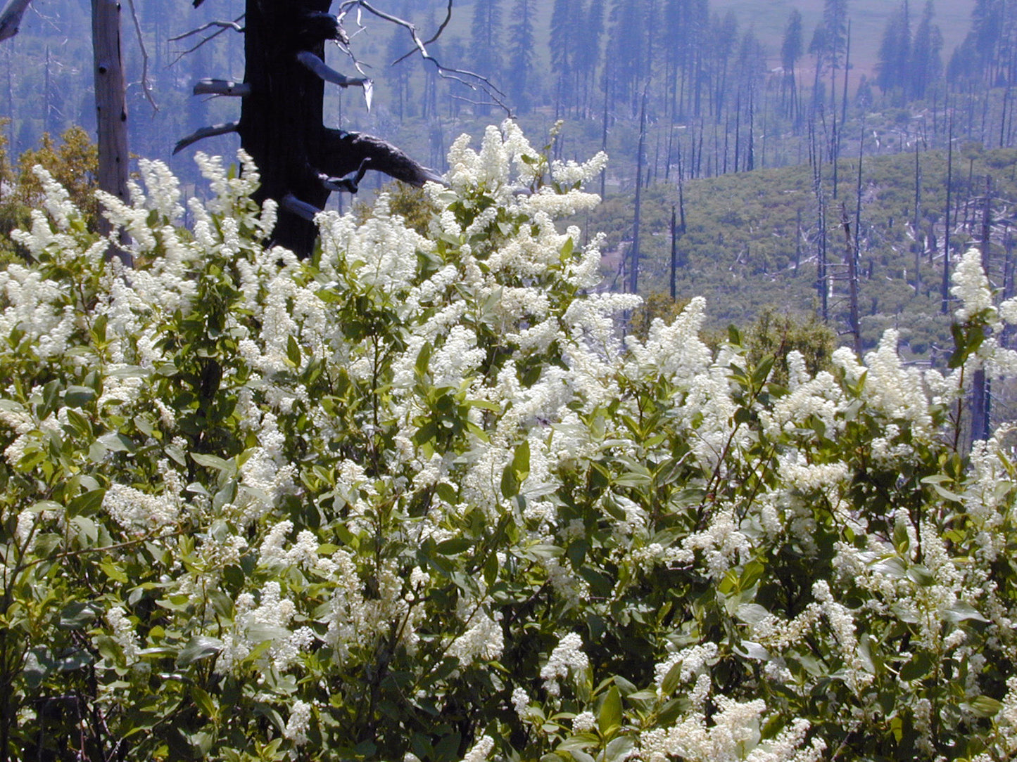 Deer brush