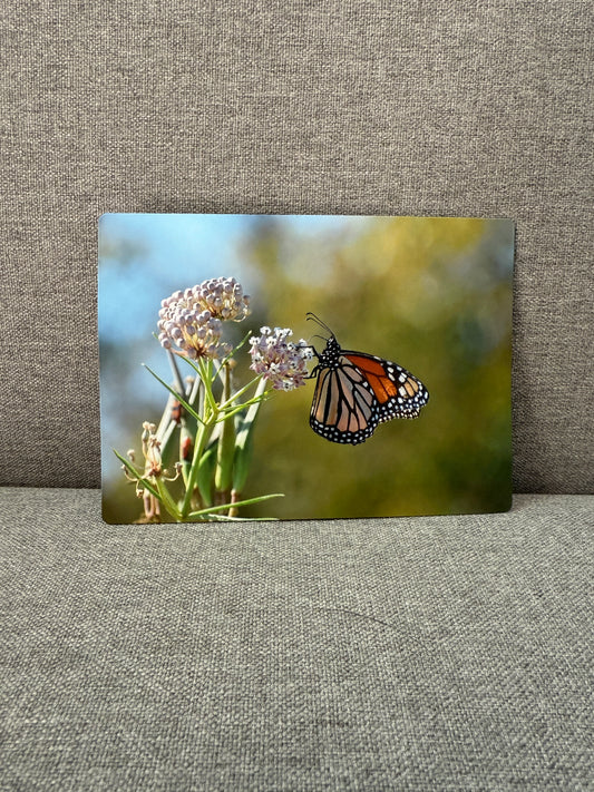 Magnet, Monarch with narrow leaf milkweed.