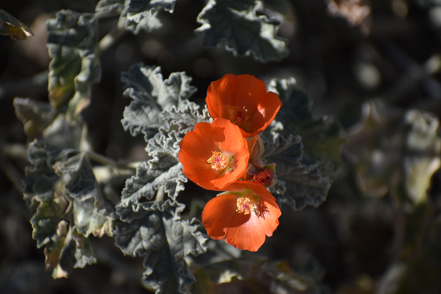 Apricot mallow