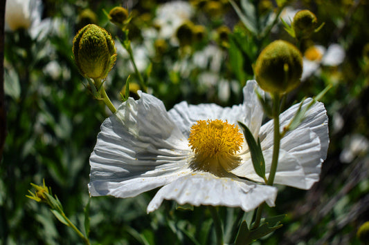 Matilija poppy