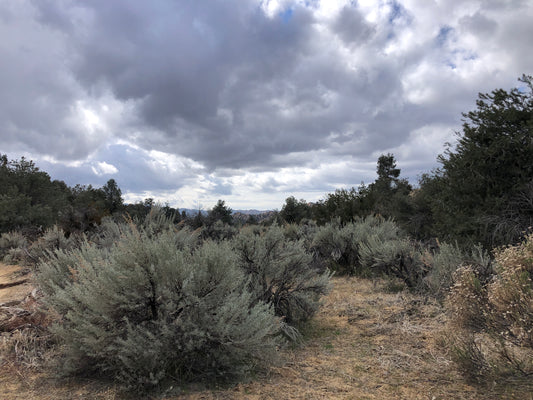 Mountain sagebrush