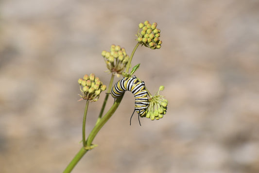 Monarch butterfly seed mix