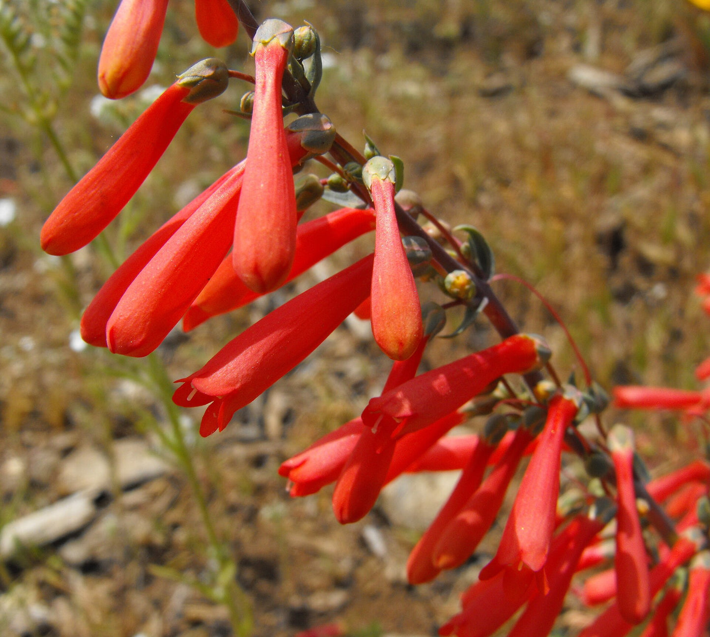 Scarlet bugler