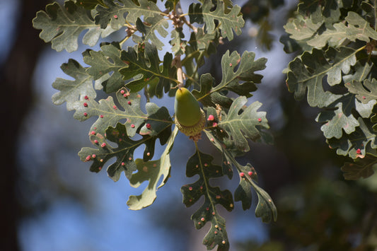 Valley oak acorns