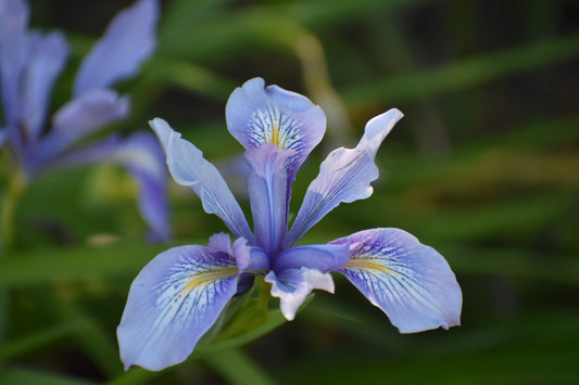 Douglas Iris
