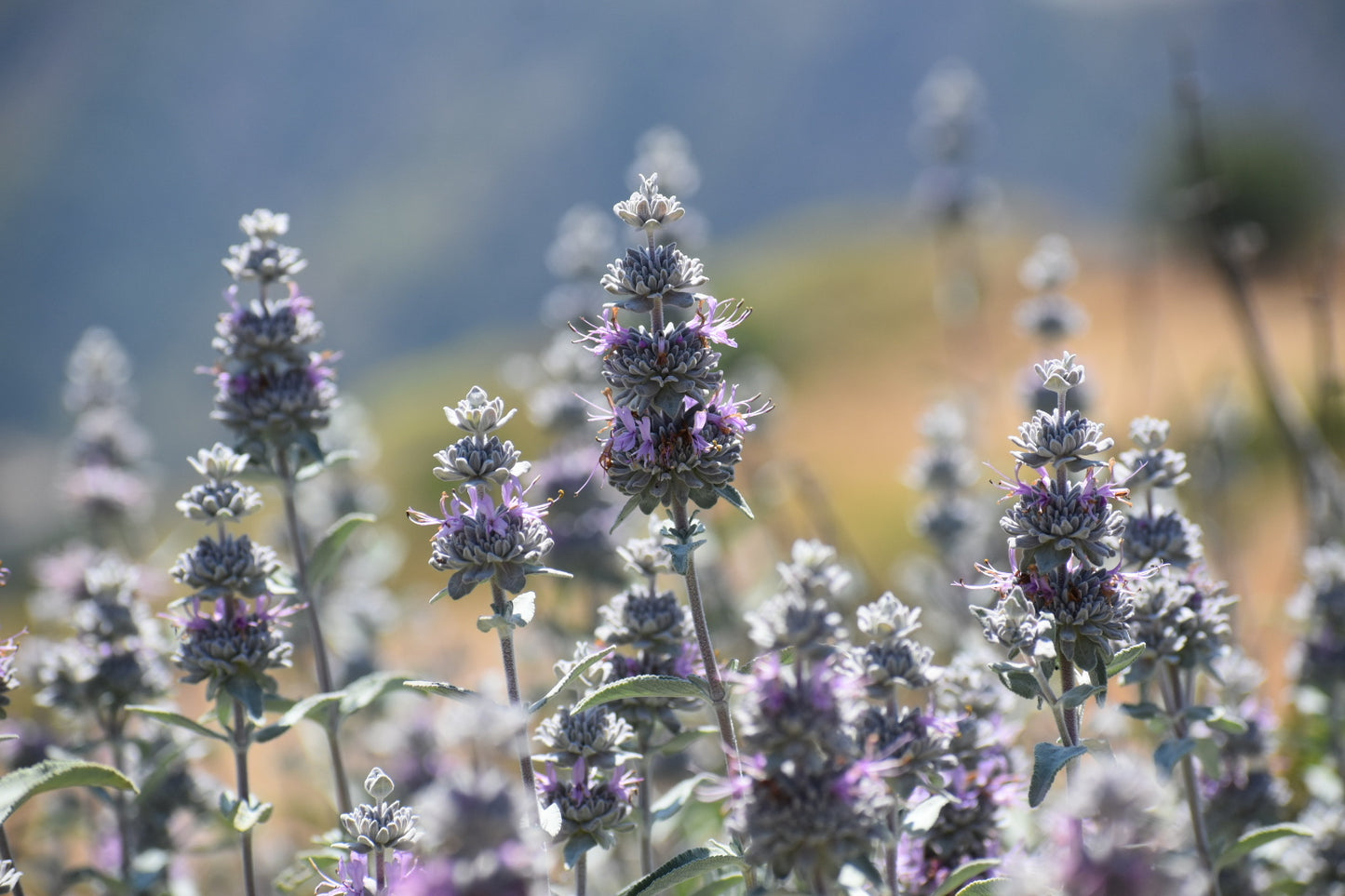 Purple sage