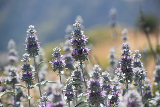 Purple sage