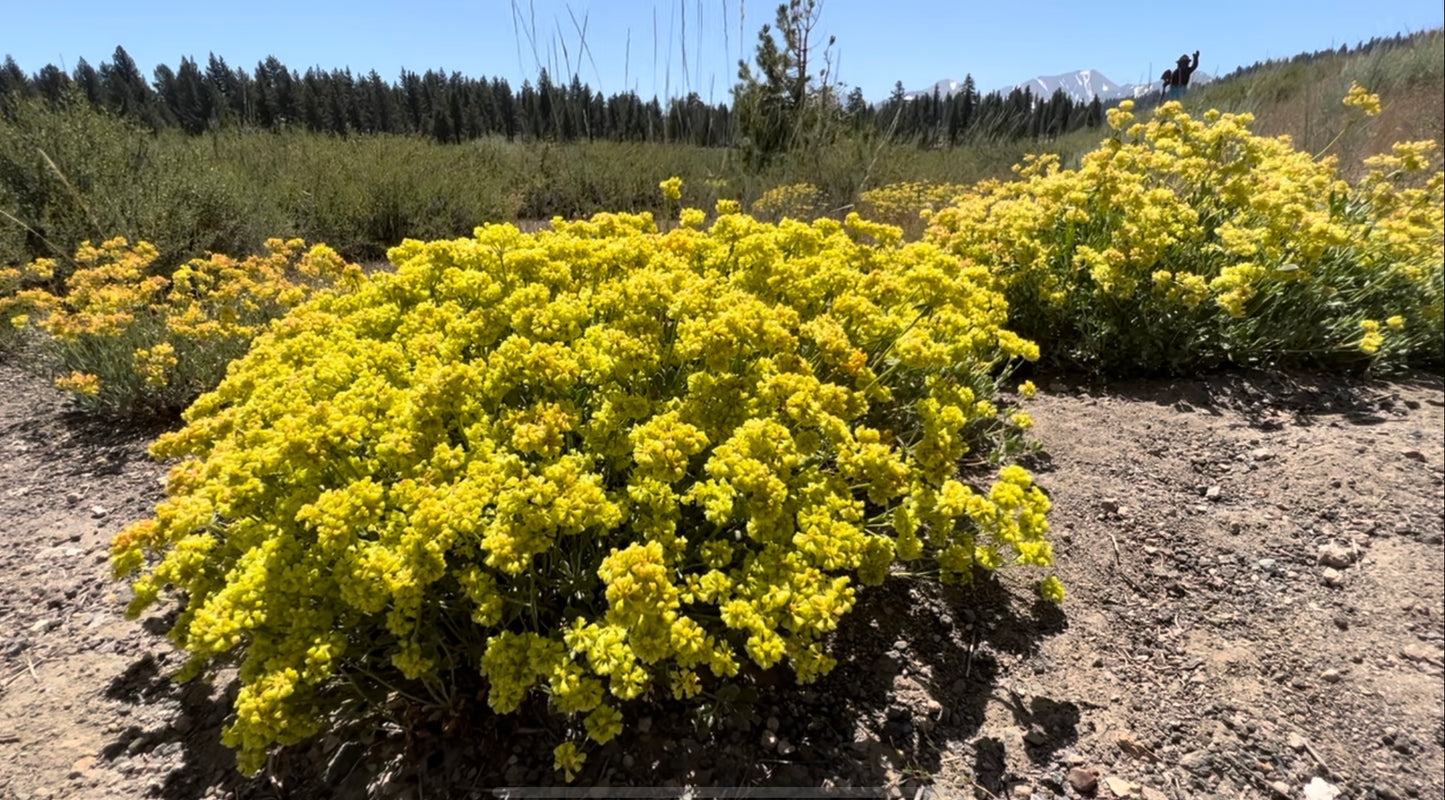 Sulphur Buckwheat