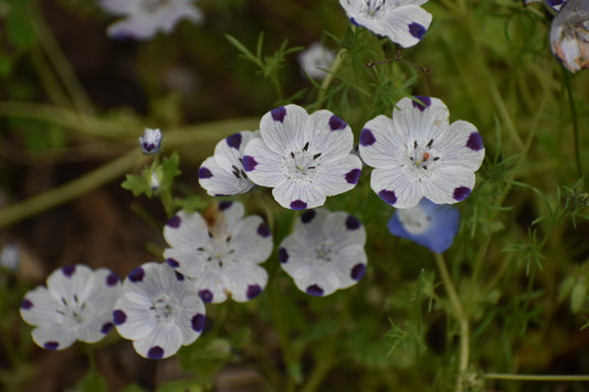 Five spot wildflower