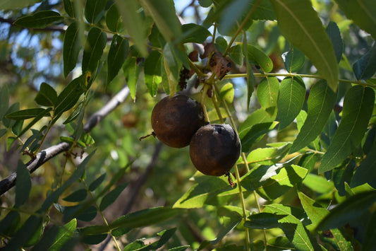 California black walnut