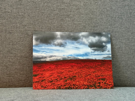 Magnet, California poppy wildflower super bloom.