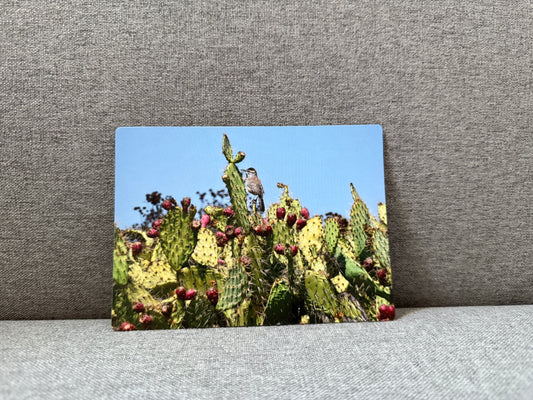 Magnet, Coastal Cactus Wren.