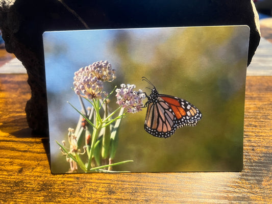 Magnet, monarch and narrow leaf.