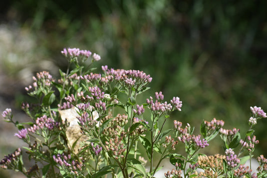 Marsh fleabane