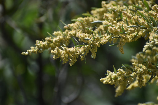 Four wing salt bush