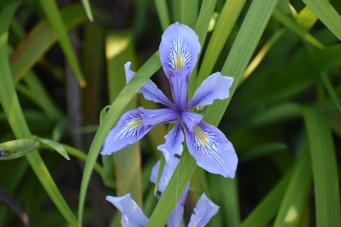 Douglas Iris