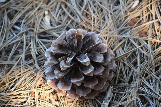 Torrey pine