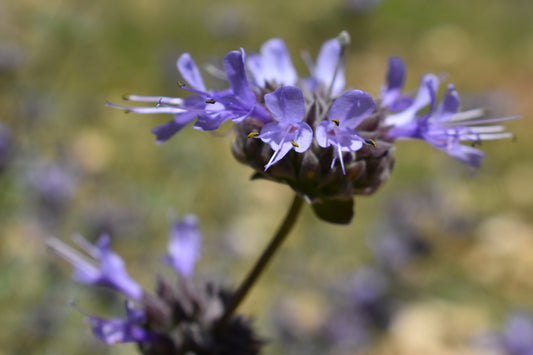 Coastal sage