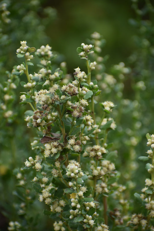 Coyote brush