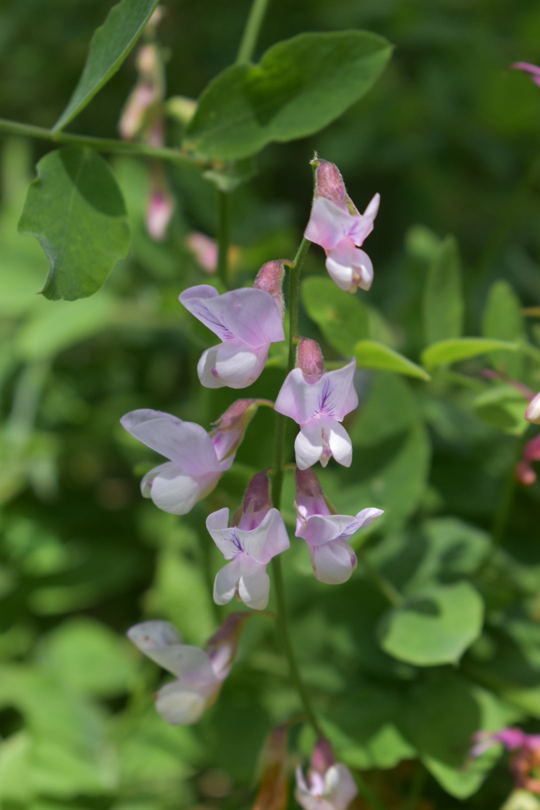 Pacific Pea