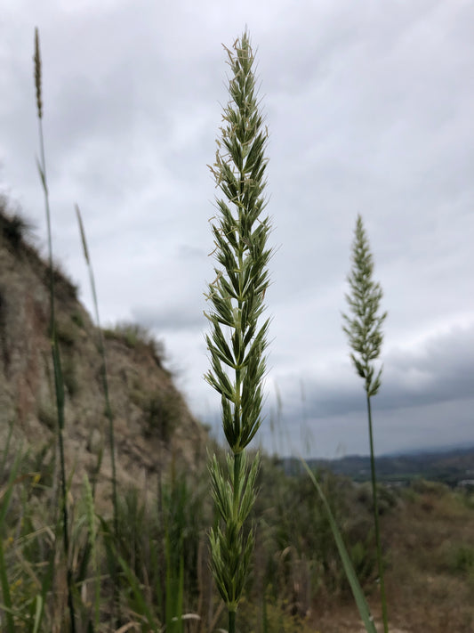 Giant rye grass