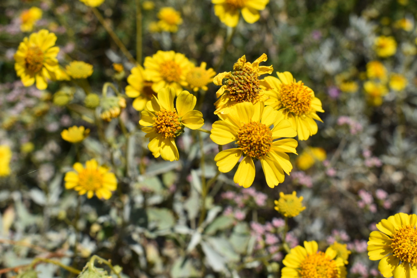 Brittlebush