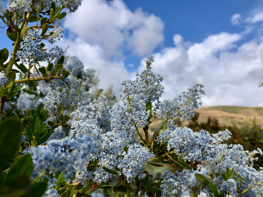 hairy-leaf lilac