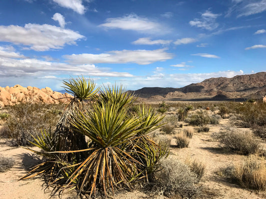 Mojave yucca