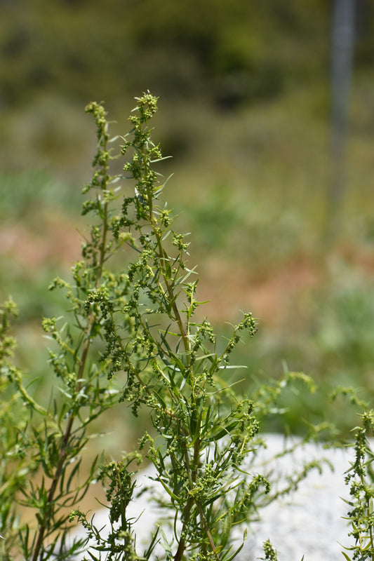 California Tarragon