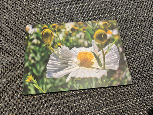 Magnet, Matilija poppy.