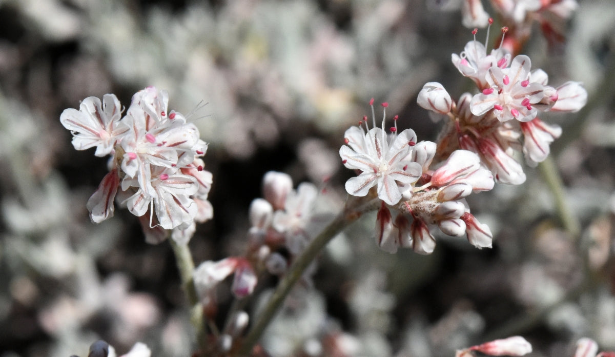 Wright’s buckwheat