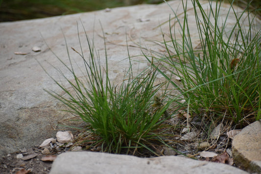 Field sedge