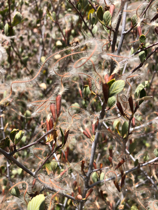 Mountain mahogany