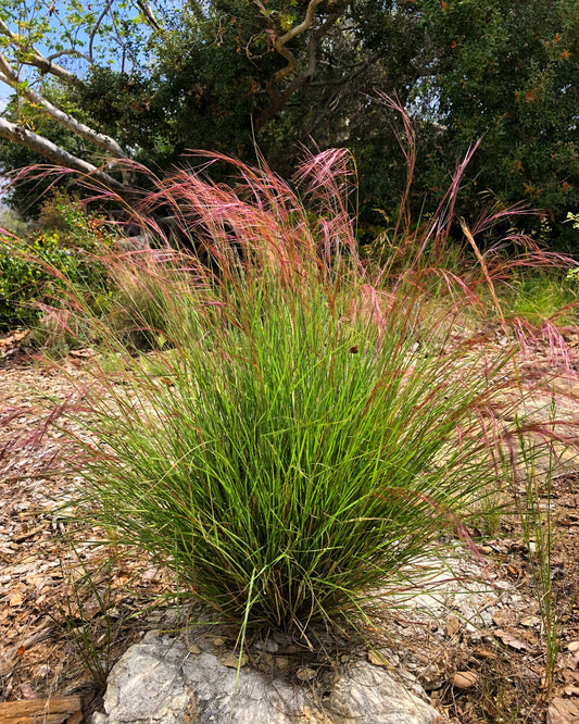 Purple three awn grass