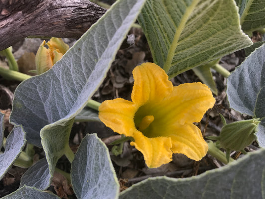 Coyote gourd