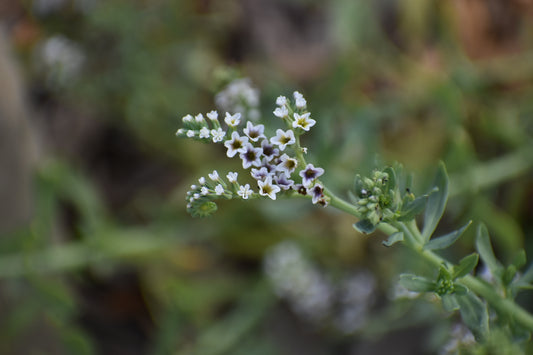 Salt heliotrope