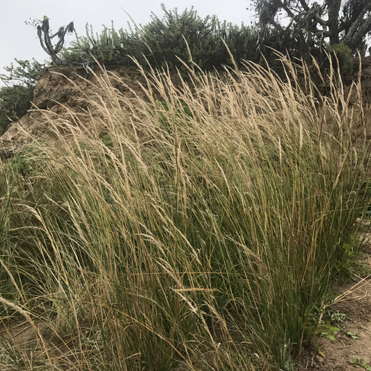 Nodding needle grass