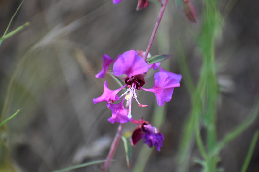 Elegant clarkia