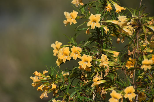 Sticky monkey flower