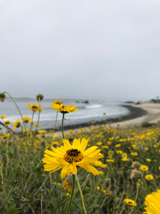 Coastal sunflower