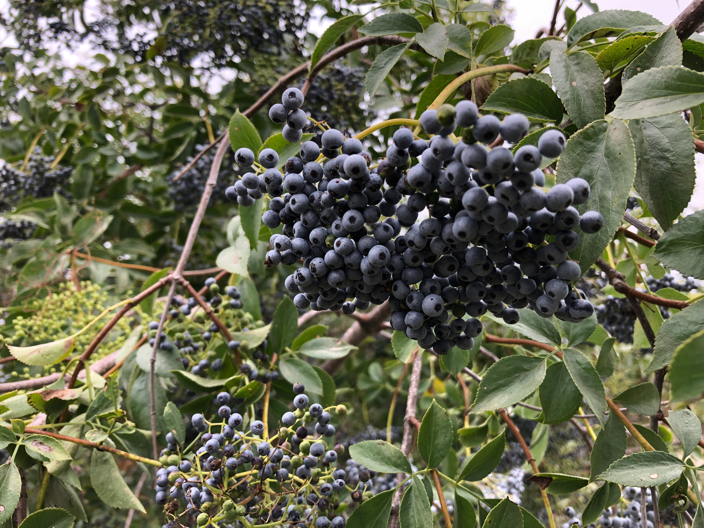 Blue Elderberry