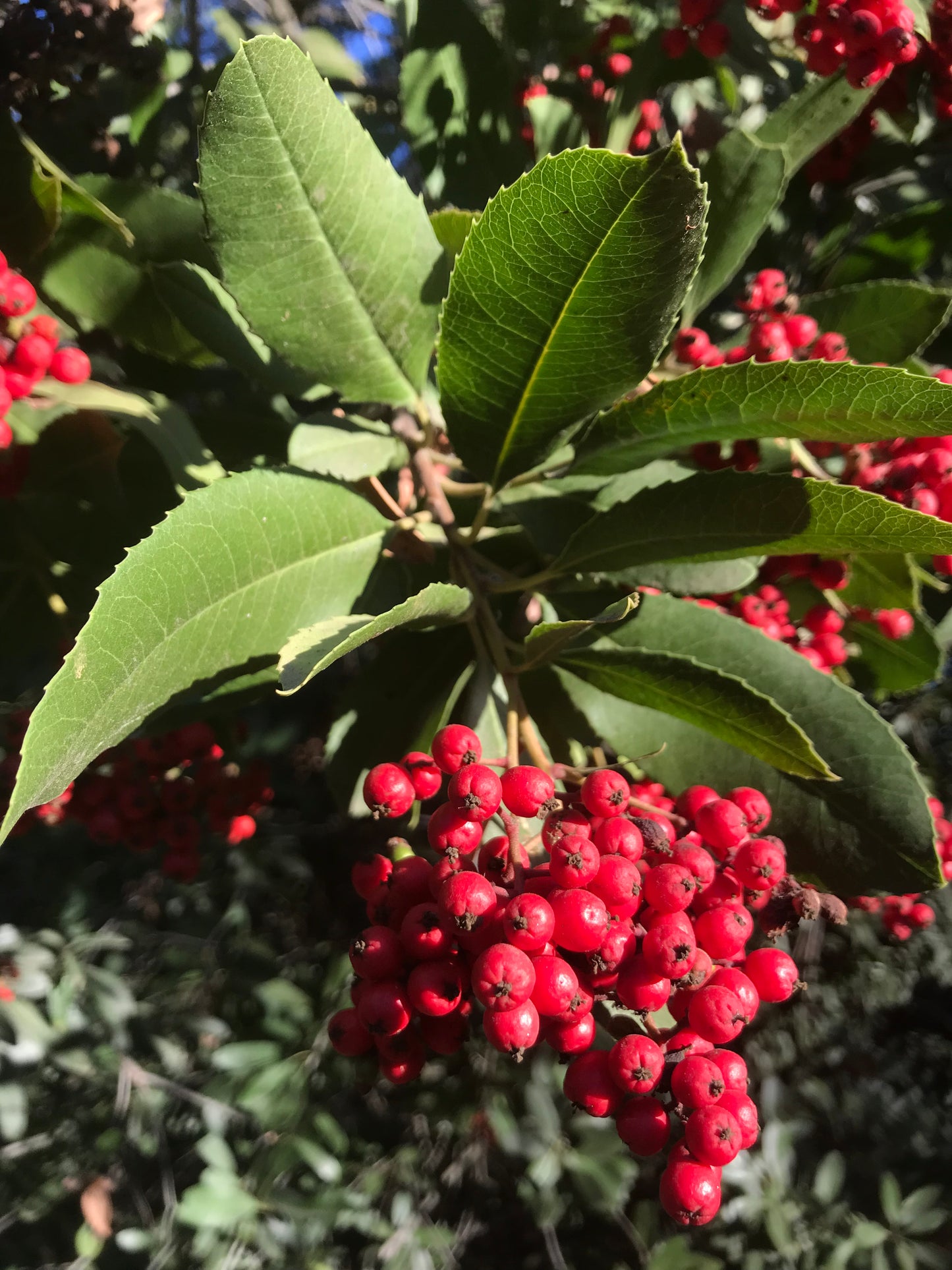 Toyon