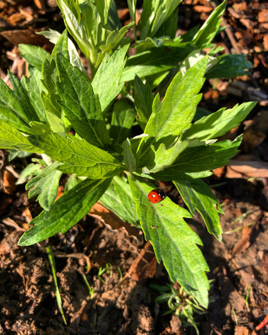 Mugwort