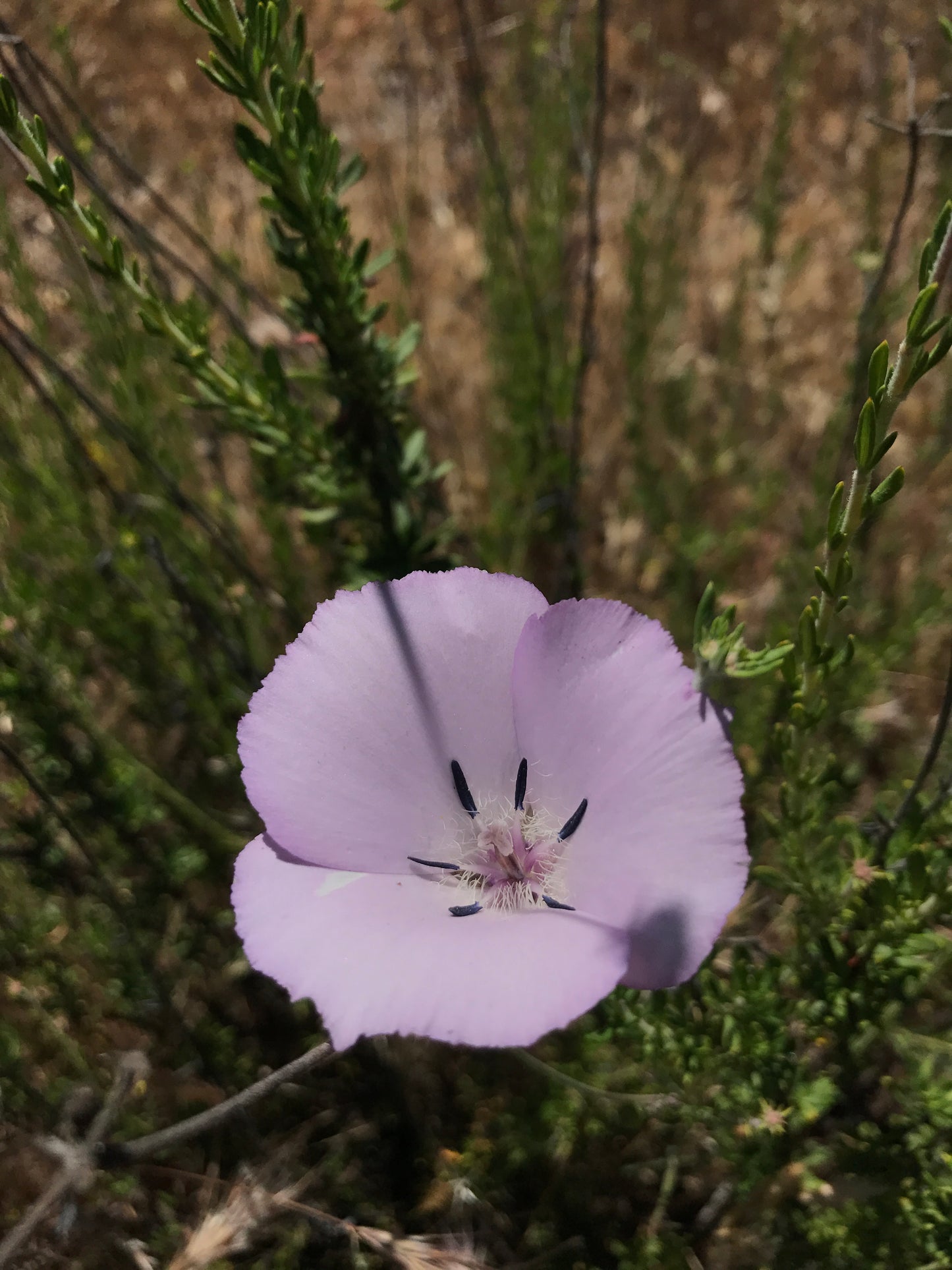 Splendid Mariposa lily