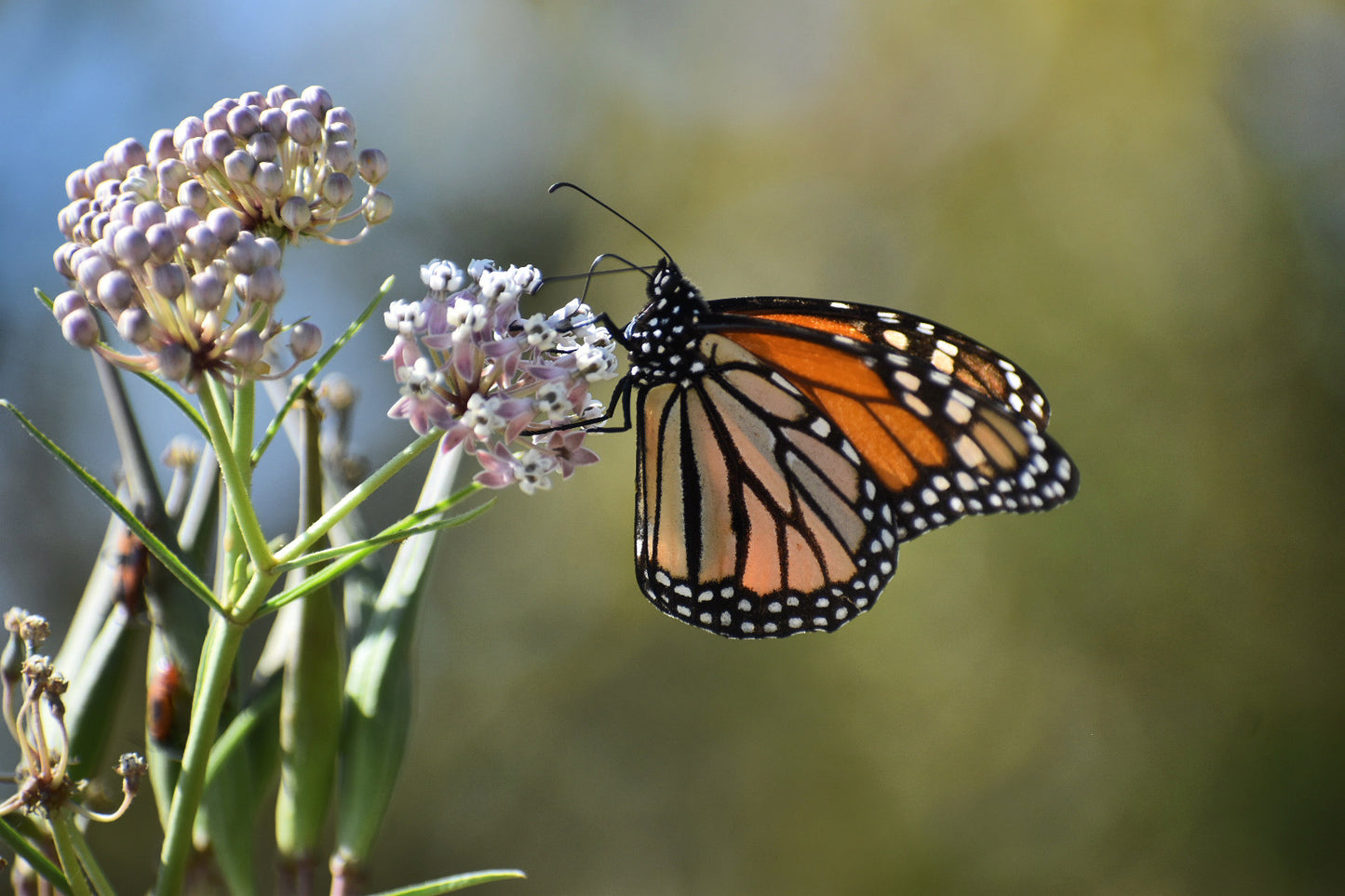 Narrow leaf milkweed