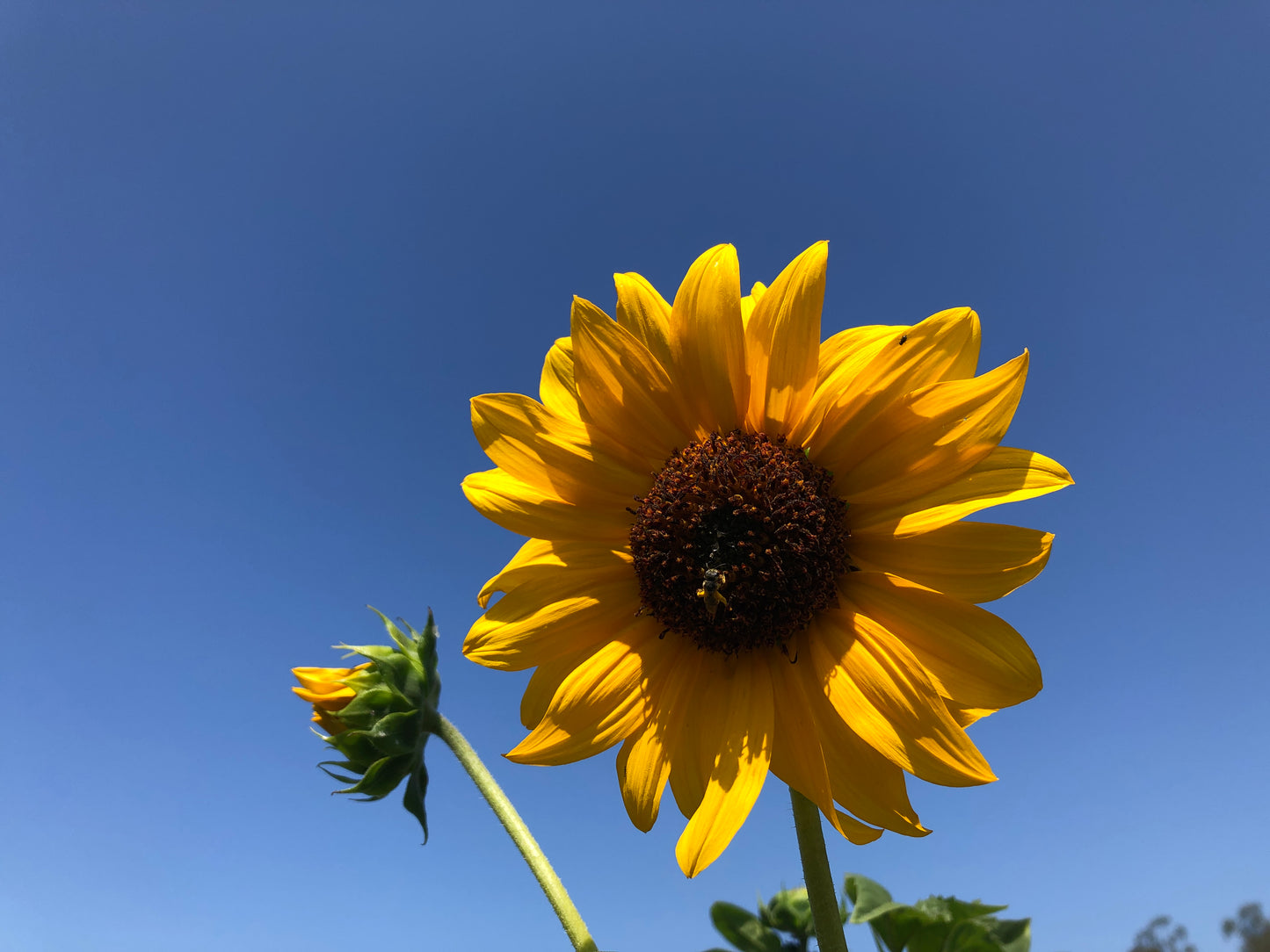 Giant sunflower