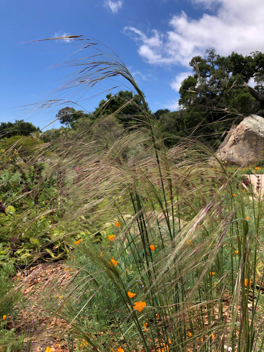 Purple needle grass