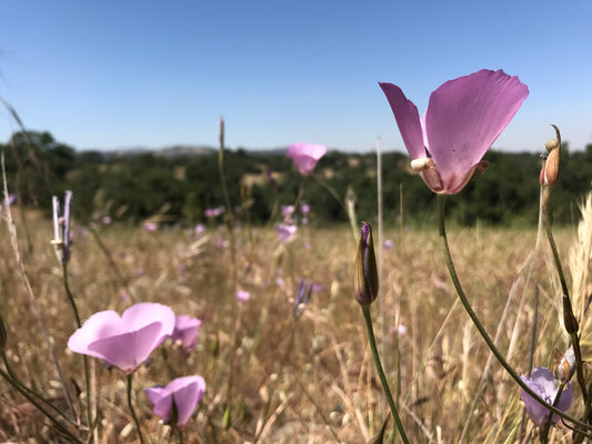 Splendid Mariposa lily