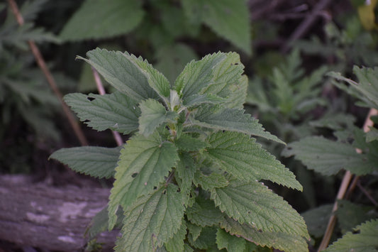 Stinging nettle