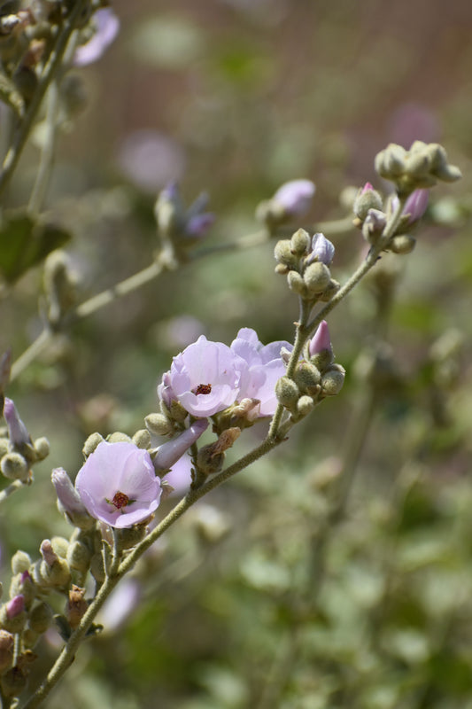 Chaparral mallow